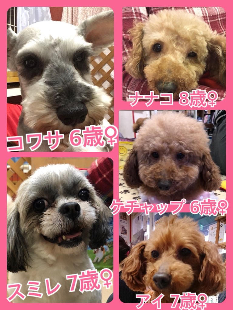 🐾今日の里親様募集中ワンコ🐶メンバーです🐾2019,2,7